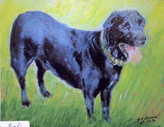 Chien-Nike.jpg