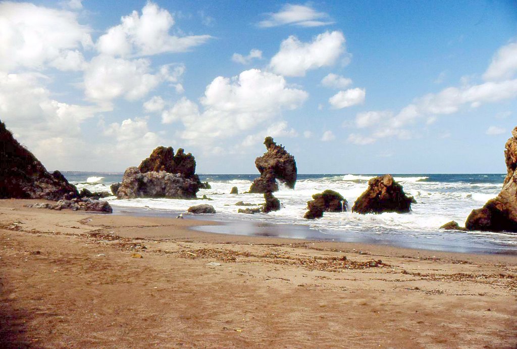 figuierplage9.jpg