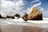figuierplage8.jpg